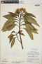 Baccharis latifolia (Ruíz & Pav.) Pers., Peru, P. C. Hutchison 5299, F