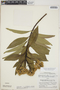 Baccharis latifolia (Ruíz & Pav.) Pers., Peru, P. C. Hutchison 5300, F