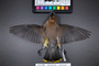 FMNH 519531