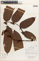 Sclerolobium guianense Benth., Ecuador, D. Irvine 970, F