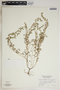Euphorbia blodgettii Engelm. ex Hitchc., U.S.A., D. G. Burch 221, F