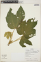 Croton smithianus image
