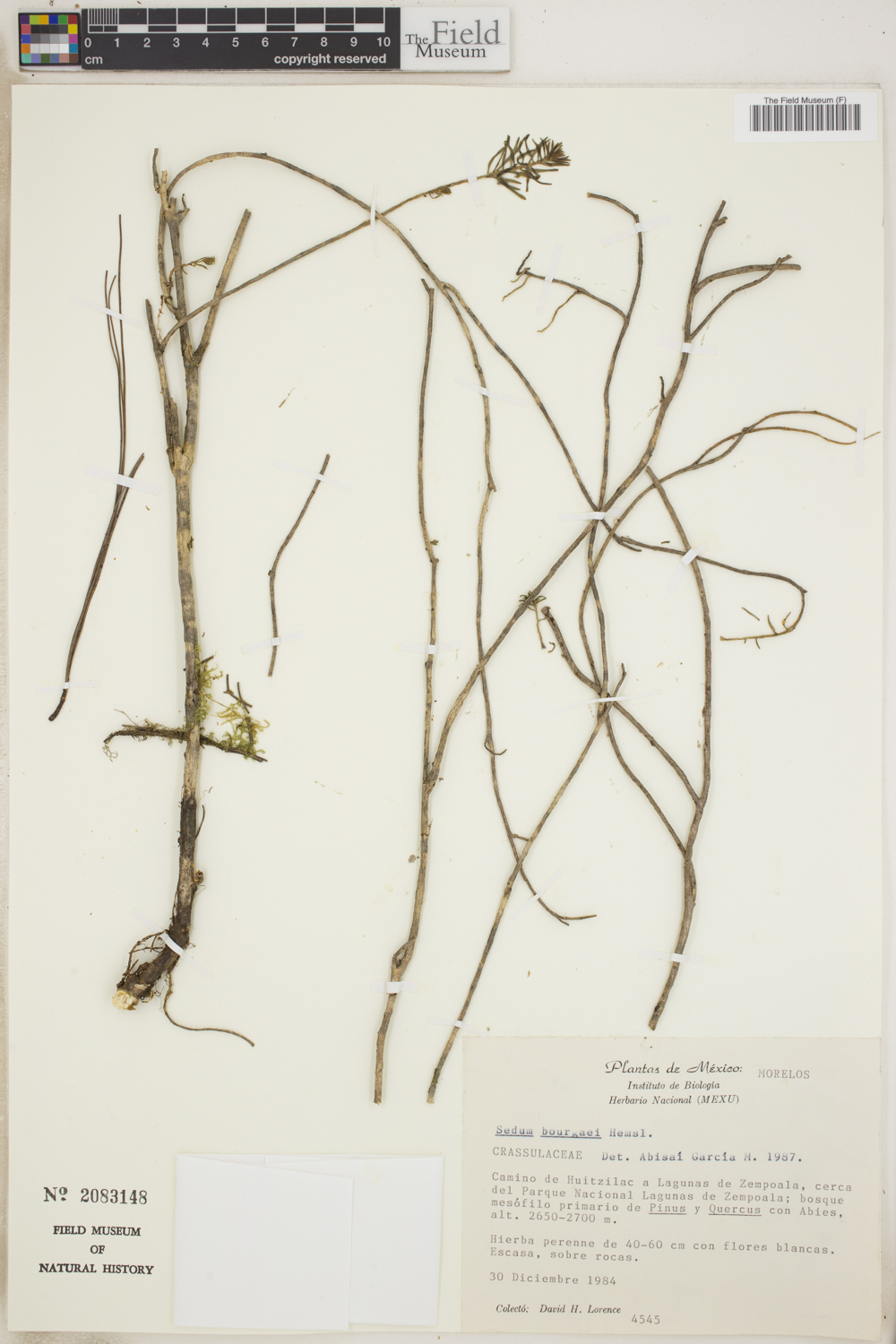 Sedum bourgaei image