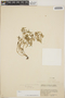 Sedum jaliscanum S. Watson, Mexico, F. A. Barkley 2776, F