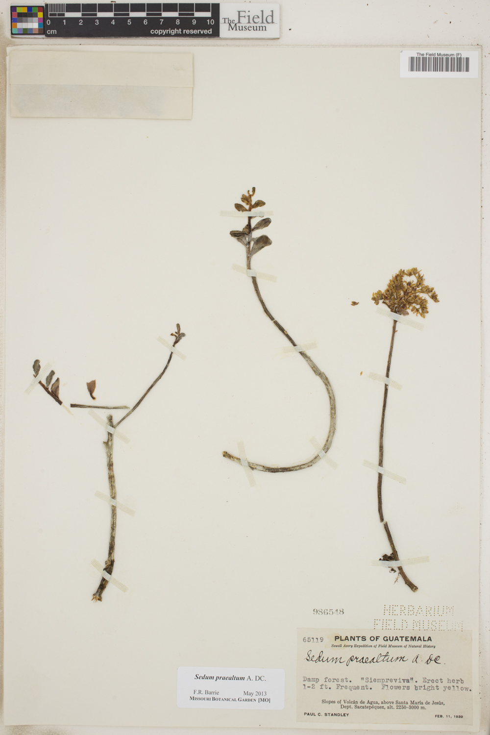 Crassulaceae image