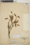 Kalanchoe pinnata (Lam.) Pers., Mexico, A. C. V. Schott 770, F