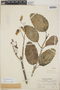 Kalanchoe pinnata (Lam.) Pers., Mexico, M. T. Edwards 517, F