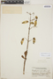 Kalanchoe pinnata (Lam.) Pers., Guatemala, P. C. Standley 67234, F