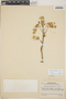 Kalanchoe pinnata (Lam.) Pers., Honduras, P. C. Standley 17010, F