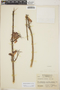 Kalanchoe pinnata (Lam.) Pers., Honduras, L. O. Williams 18027, F