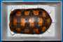 155283 turtle shell stool