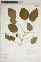 Amphilophium paniculatum (L.) Kunth, Peru, R. B. Foster 10141, F