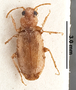 Psammodromius noctivagus NT dorsal habitus czm4