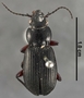 Pterostichus przewalskyi PT dorsal habitus czm3