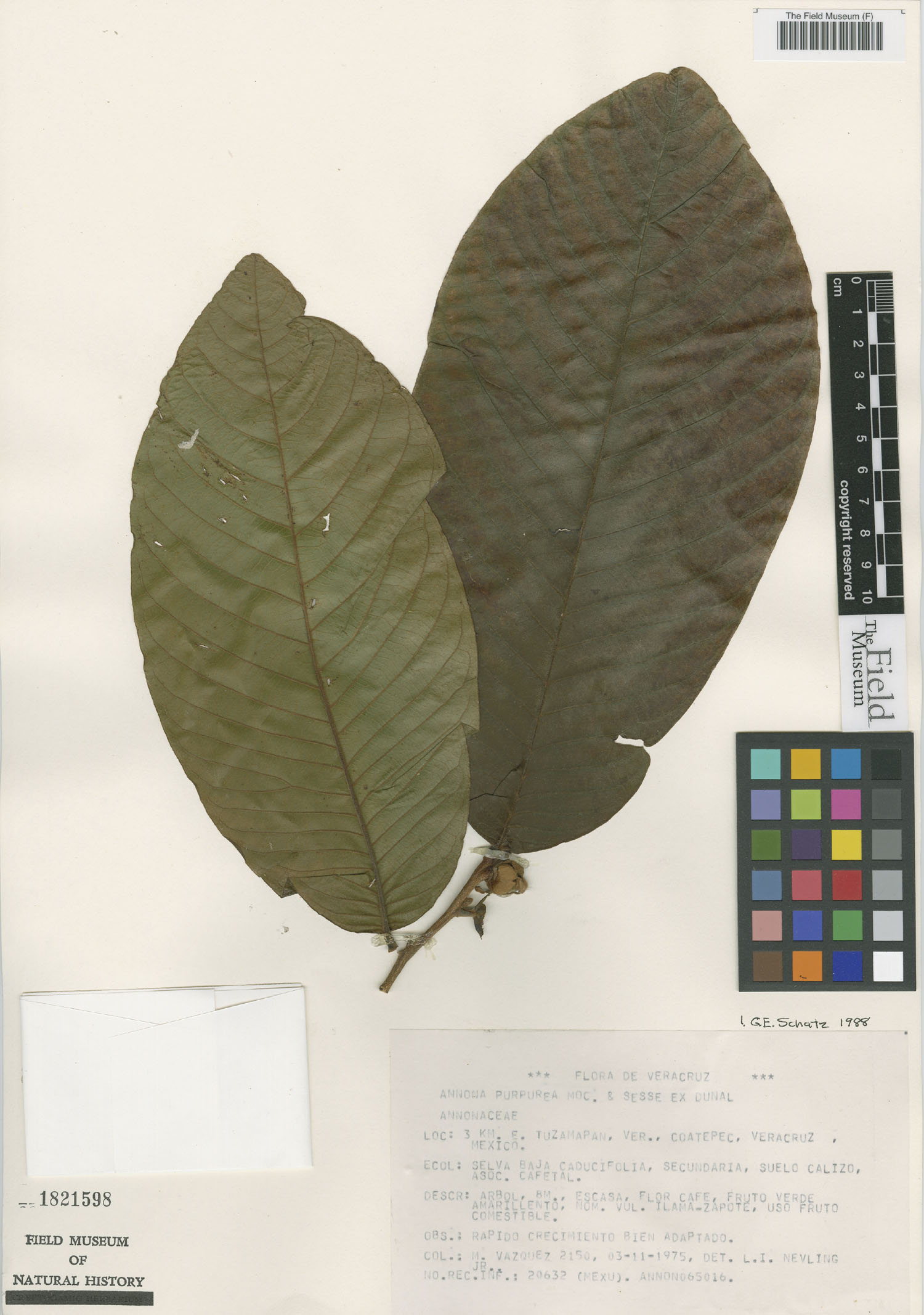 Annona purpurea image