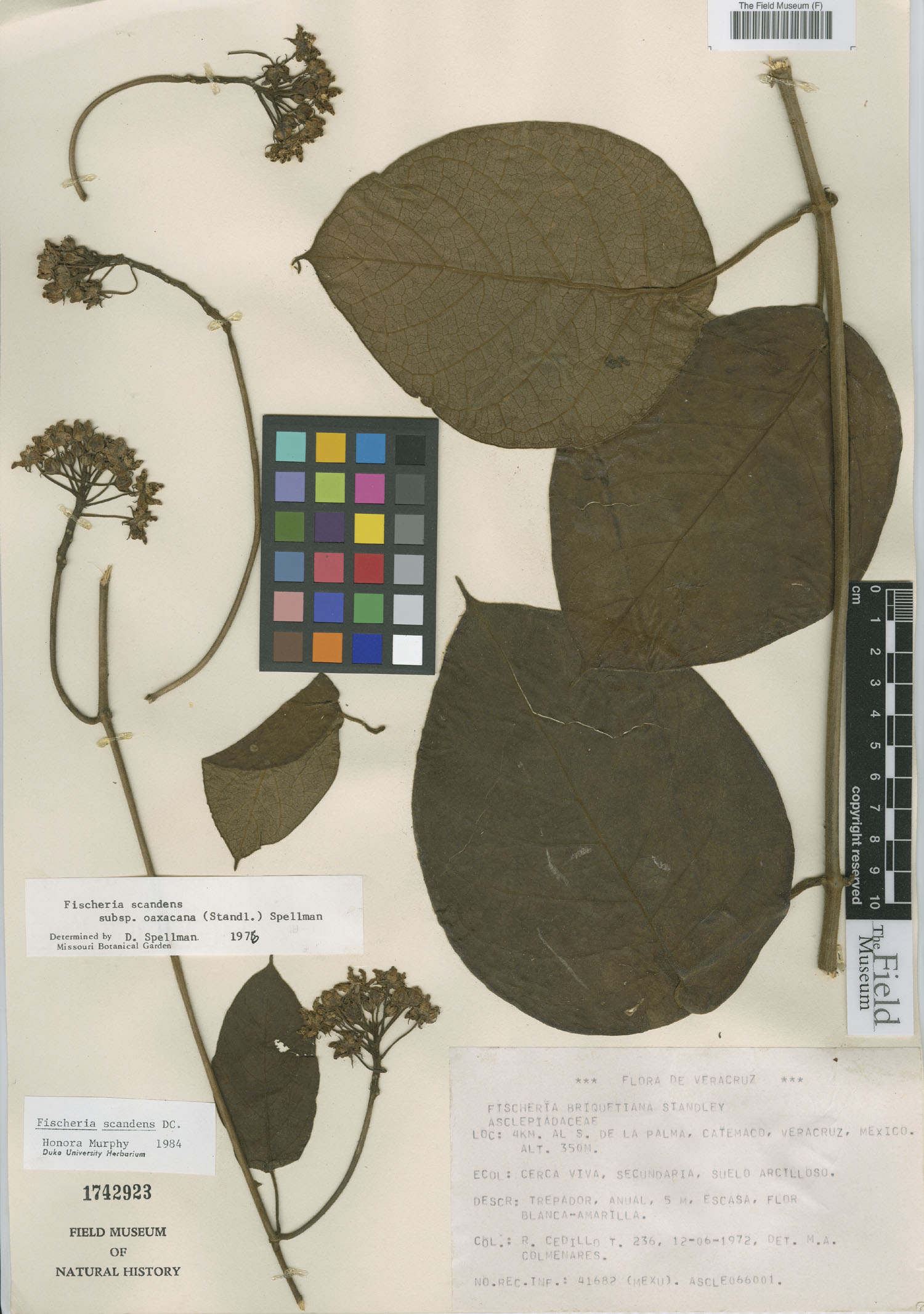 Fischeria scandens image
