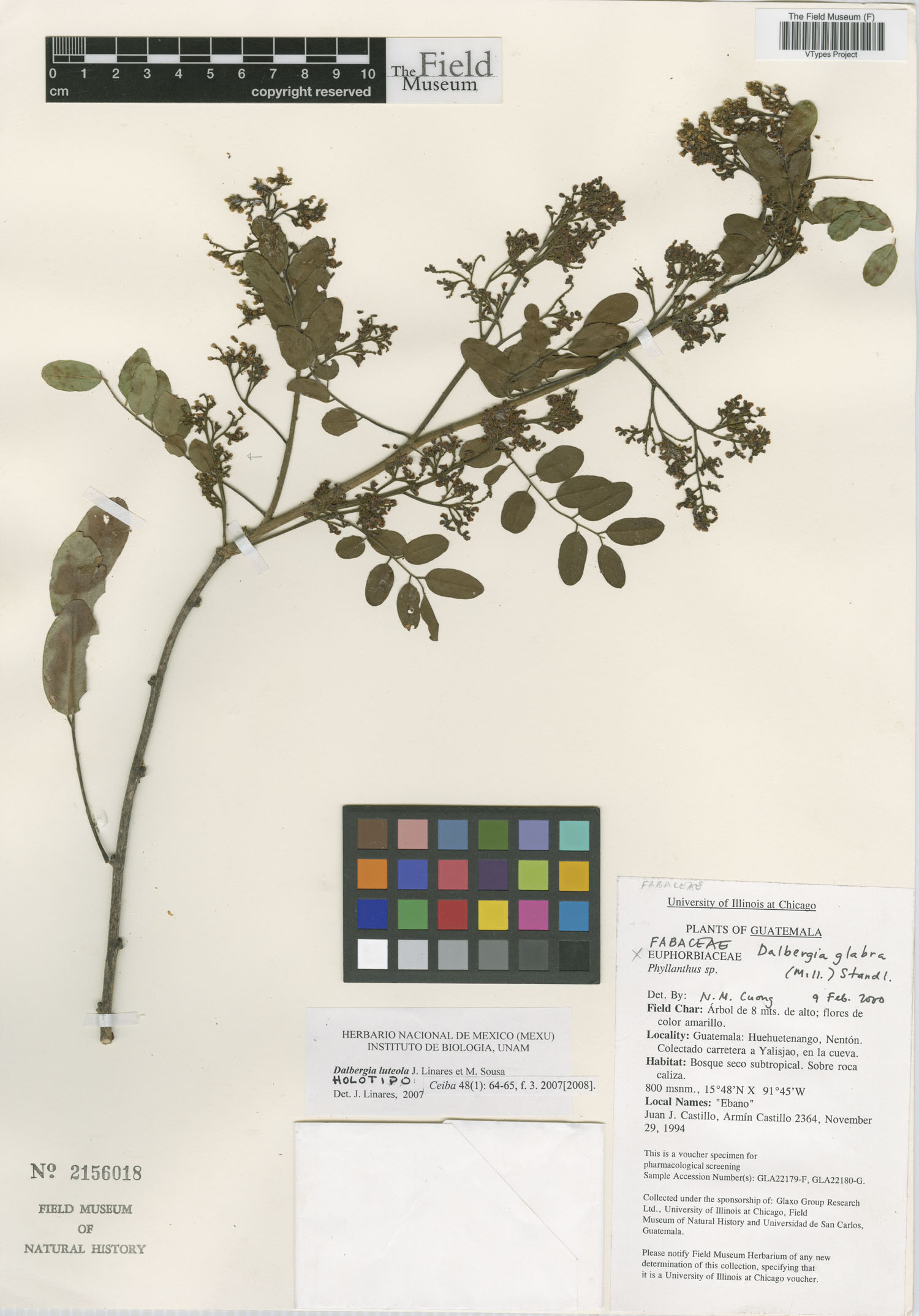 Dalbergia luteola image