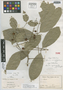 Guarea syringoides C. H. Wright, Ecuador, H. F. A. von Eggers 15602, Isolectotype, F