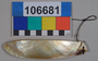 106681 pearl shell ornament