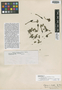 Randia formosa var. densiflora K. Schum., BRITISH GUIANA [Guyana], R. H. Schomburgk 477, Isolectotype, F