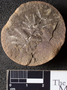 PP 46048 [HS, M] Annularia radiata, Moscovian / Desmoinesian, Francis Creek Shale Member, United States of America, Illinois, Mazon Creek Region