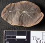 PP 46049 [HS, M] Annularia radiata, Moscovian / Desmoinesian, Francis Creek Shale Member, United States of America, Illinois, Mazon Creek Region