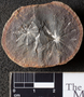 PP 46050 [HS, M] Annularia radiata, Moscovian / Desmoinesian, Francis Creek Shale Member, United States of America, Illinois, Mazon Creek Region