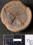 PP 46131 [HS, M] Annularia radiata, Moscovian / Desmoinesian, Francis Creek Shale Member, United States of America, Illinois, Mazon Creek Region