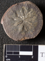 PP 46166 [HS, M] Annularia radiata, Moscovian / Desmoinesian, Francis Creek Shale Member, United States of America, Illinois, Mazon Creek Region