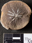 PP 46176 [HS, M] Annularia radiata, Moscovian / Desmoinesian, Francis Creek Shale Member, United States of America, Illinois, Mazon Creek Region