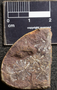 PP 37635 [HS, M] Plantae, Moscovian / Desmoinesian, Francis Creek Shale Member, United States of America, Illinois, Mazon Creek Region