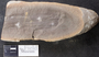 PP 58018 [HS, M] Asolanus camptotaenia, Moscovian / Desmoinesian, Francis Creek Shale Member, Mazon Creek
