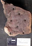 PP 58158 [HS, M] Asolanus camptotaenia, Moscovian / Desmoinesian, Francis Creek Shale Member, Mazon Creek