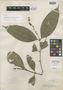 Calyptranthes brevispicata McVaugh, PERU, G. Klug 2040, Isotype, F