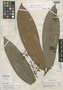 Calyptranthes gigantifolia McVaugh, PERU, G. Klug 4277, Isotype, F