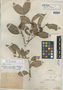 Eugenia crucicalyx McVaugh, PERU, Ll. Williams 6216, Holotype, F
