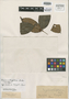 Eugenia ochrophloea Diels, PERU, E. H. G. Ule 6454, Isotype, F