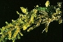 Frullania pycnantha image