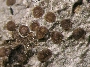 Gyalideopsis altamirensis image