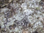 Gyalideopsis macarthurii image