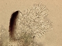 Gyalideopsis macarthurii image