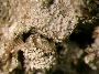 Gyalideopsis pseudoactinoplaca image