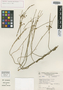 Cynanchum canoi Morillo, PERU, A. Cano 5365, Isotype, F