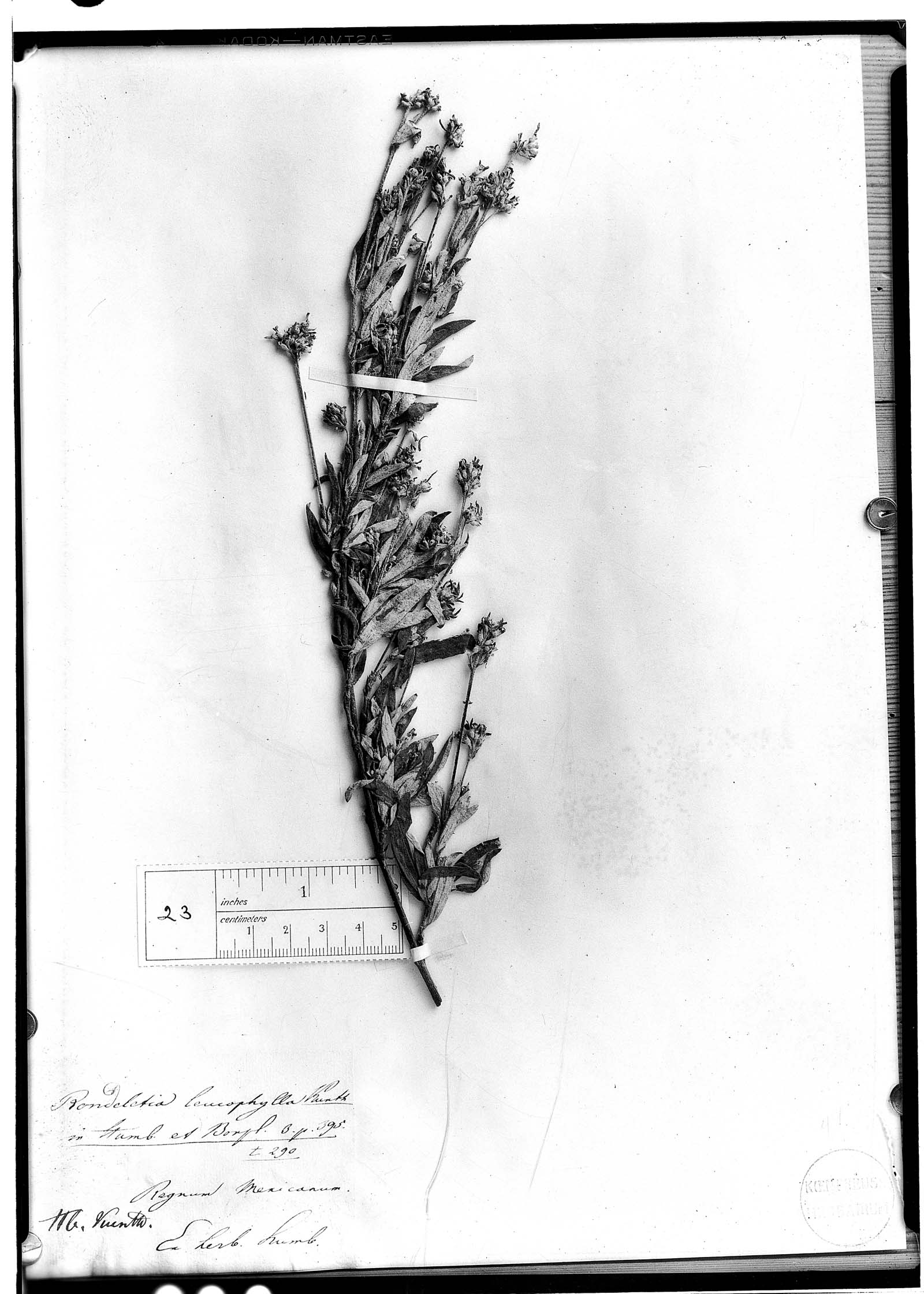 Rondeletia leucophylla image