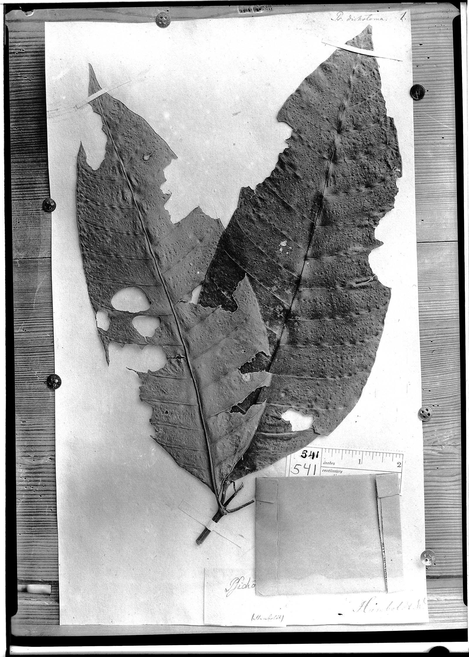 Palicourea dichotoma image