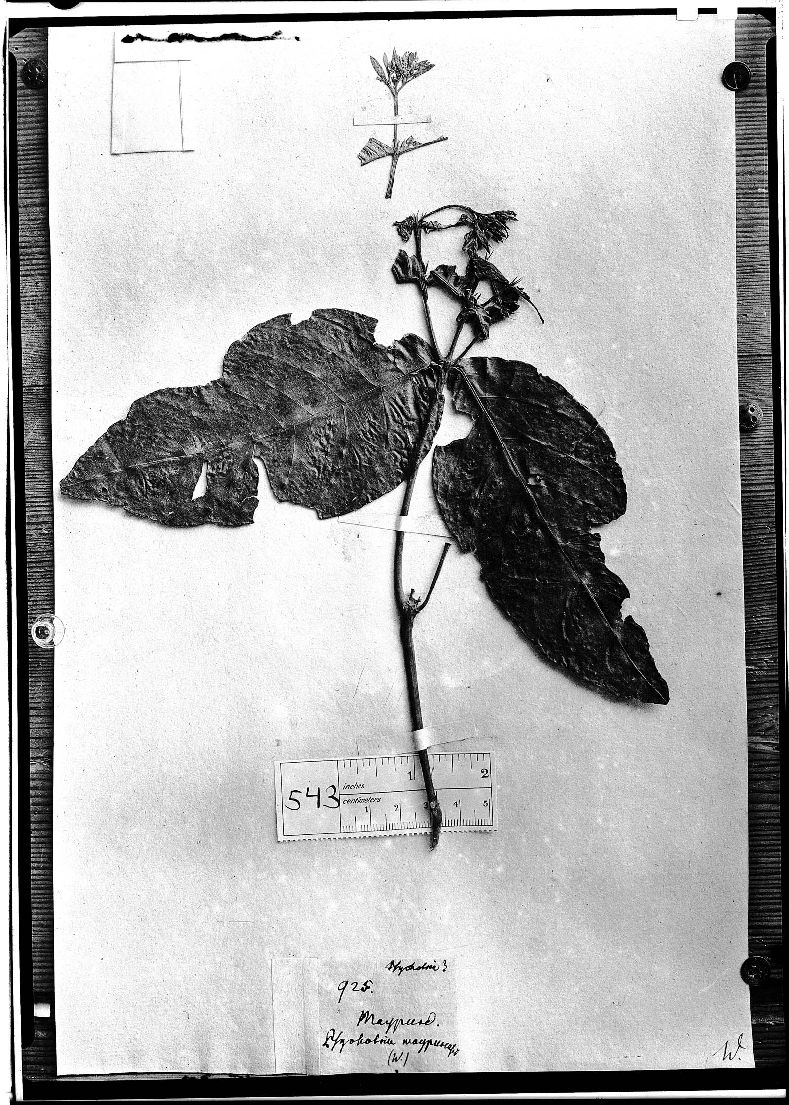 Palicourea justiciifolia image