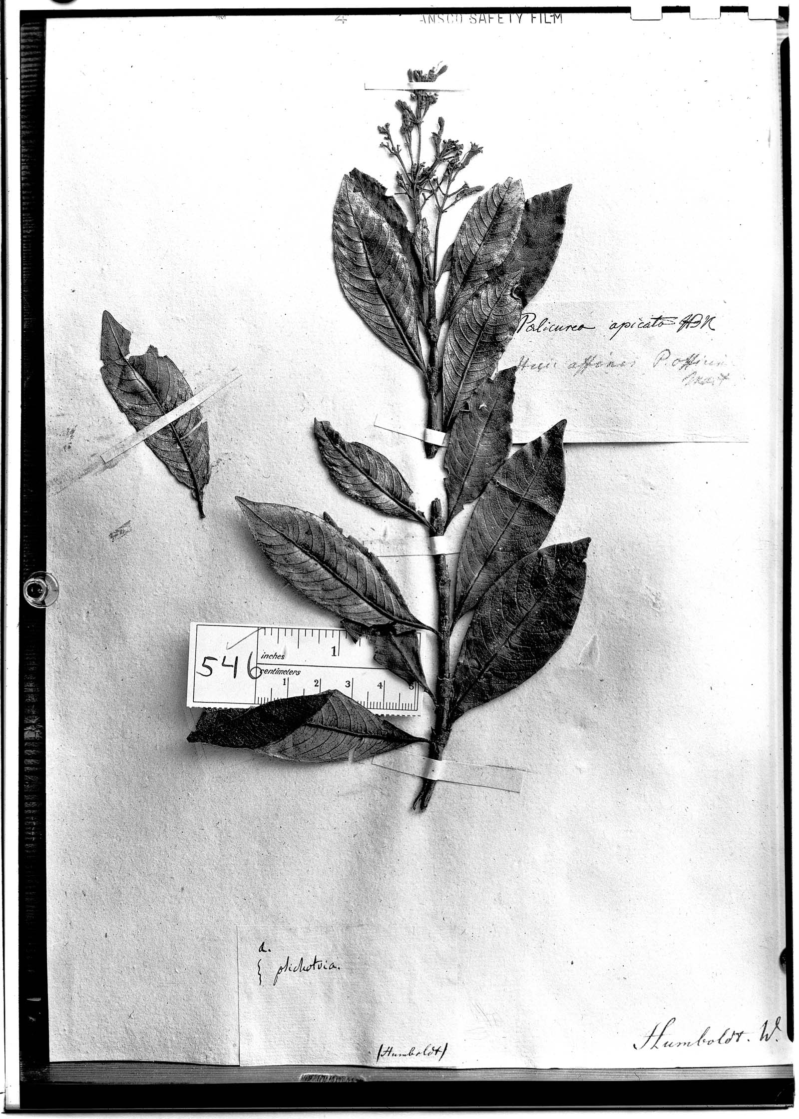 Psychotria lineata image