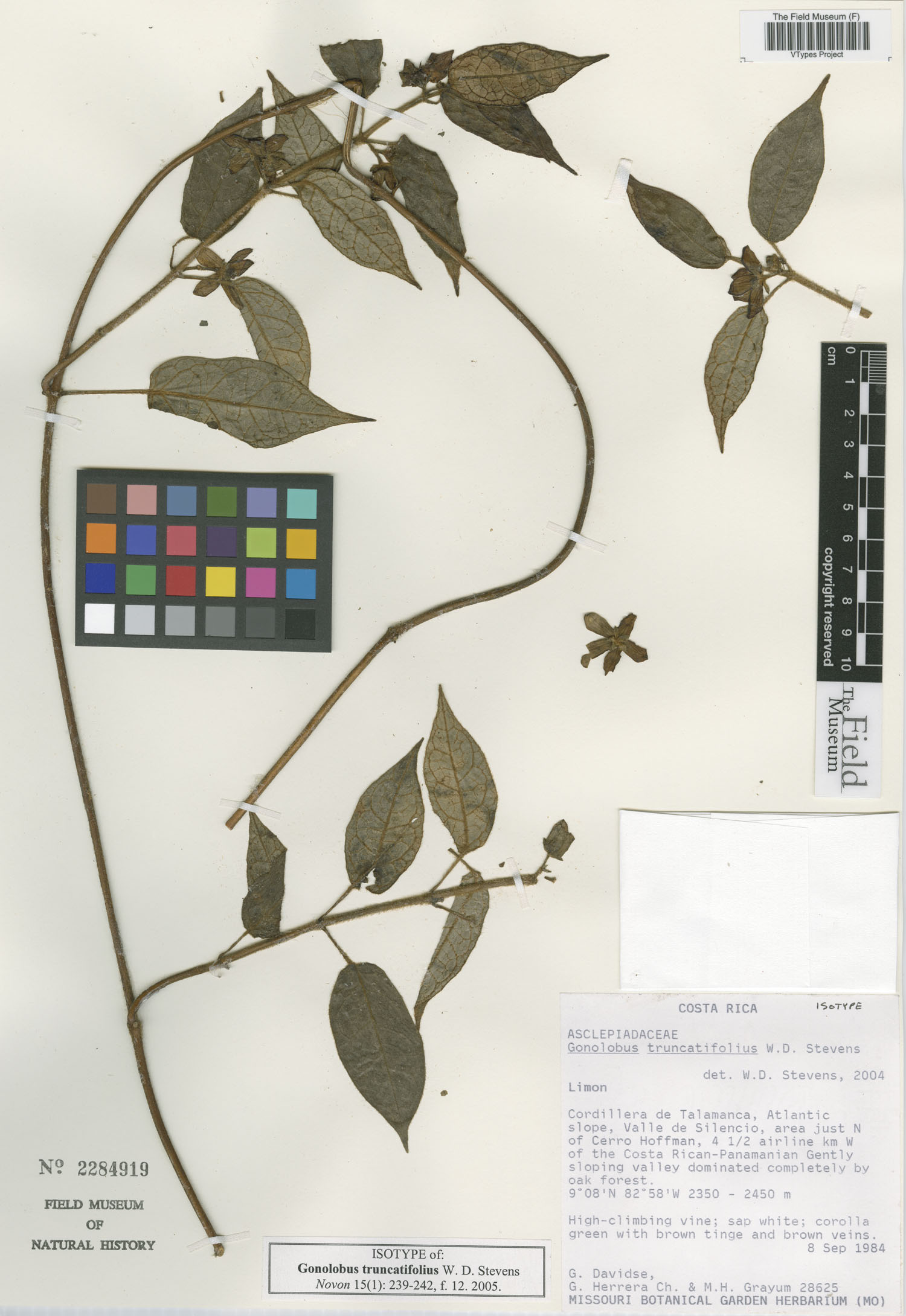 Gonolobus truncatifolius image