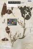 Tapirira pearcei Rusby, BOLIVIA, M. Bang 1543, Isotype, F
