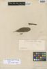 Plumeria fallax Müll. Arg., J. B. E. Pohl 1836d, Isosyntype, F